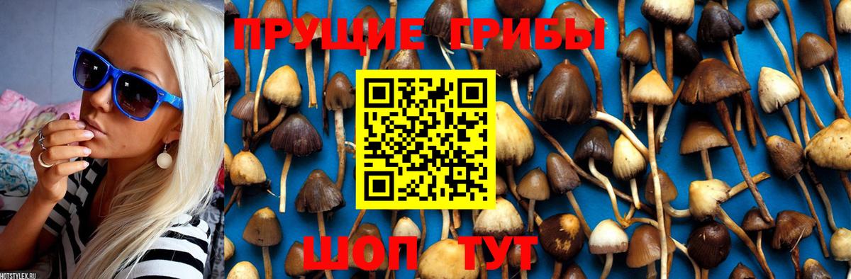 Галлюциногенные грибы Psilocybine cubensis Заинск